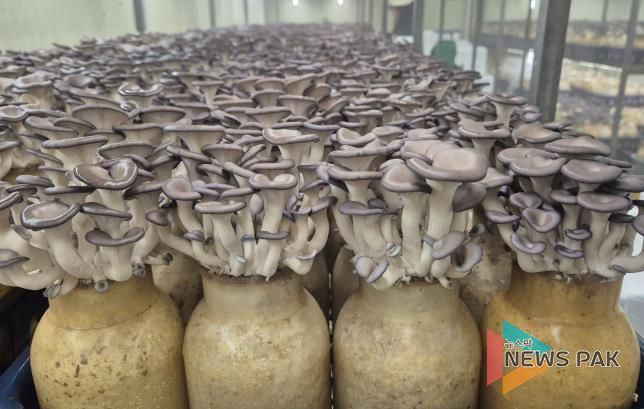 기존 배지로 재배되고 있는 느타리(양평군 소재 B농가)