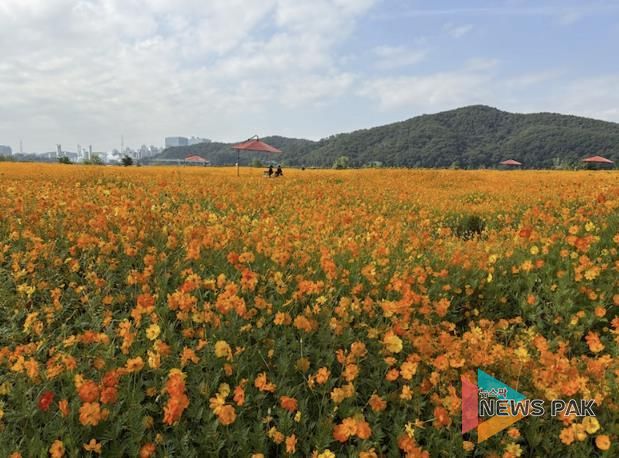 용인특례시는 기흥호수공원에 황화코스모스 경관단지를 조성했다