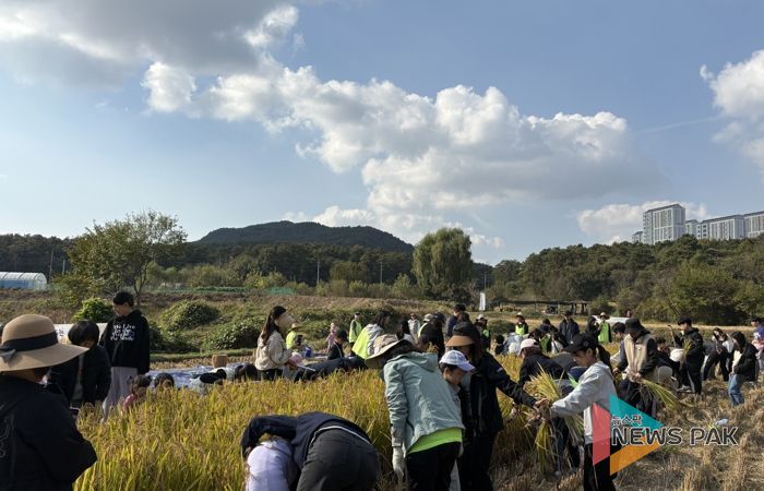 시민과 함께하는 가을걷이 행사에 참여한 시민들이 추수를 하고 있다