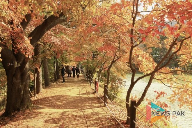 가평군 청평 옛 중앙내수면연구소 단풍길 개방행사 '성료'