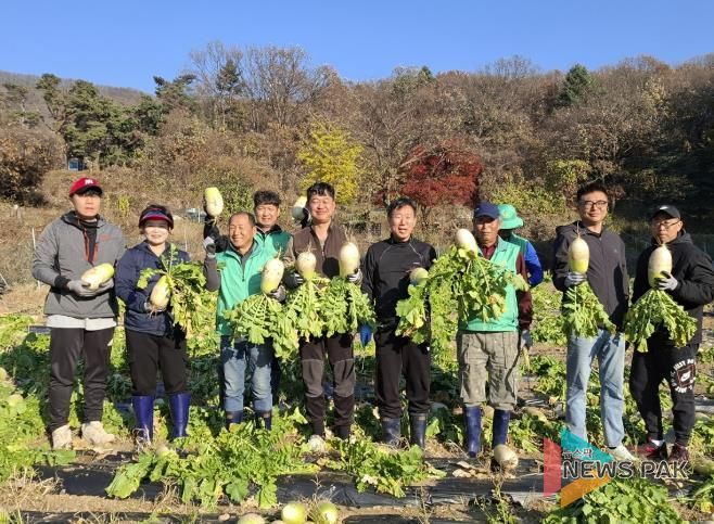 광주시 탄벌동 새마을회, ‘사랑의 무’ 1천200㎏ 수확…이웃사랑 실천