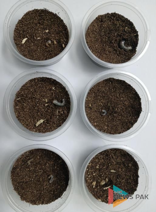 의왕 조류생태과학관, 멸종위기 두점박이사슴벌레 2세대 번식 성공