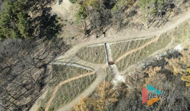 용인특례시가 수지구 죽전동에 조성한 '도시 숲' 모습