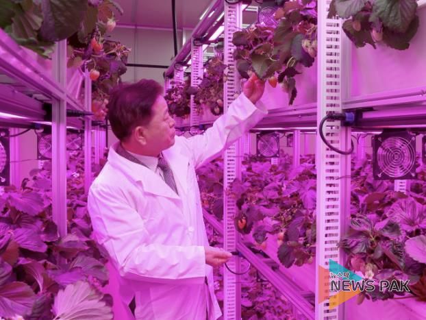 박승원 광명시장이 지난 11월 22일 광명동굴 근처 옛 업사이클아트센터에서 열린 ‘광명동굴 딸기 스마트팜’ 개소식에 참석해 스마트팜 재배시설을 둘러보고 있다.