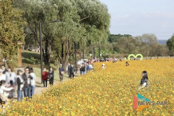 2025 창릉천 코스모스 축제