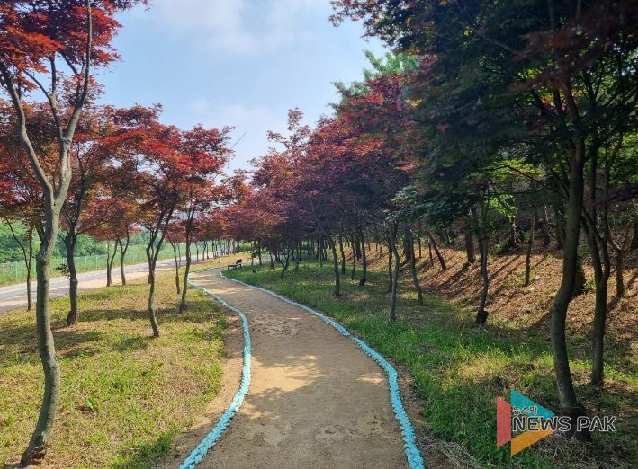 김포 홍단풍 나무숲길