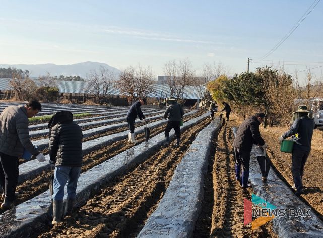 안성시 농업기술센터, 농촌지도자연합회와 사랑의 감자(과제포 활동) 식재