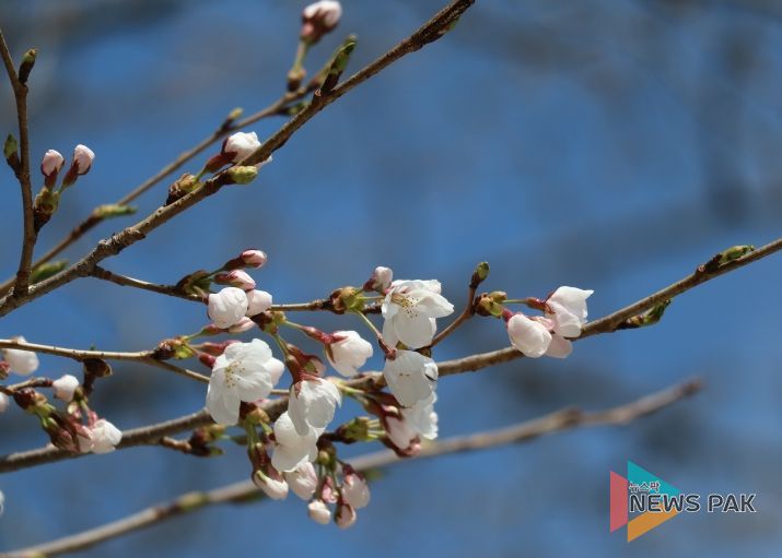 물향기수목원 왕벚나무 전경
