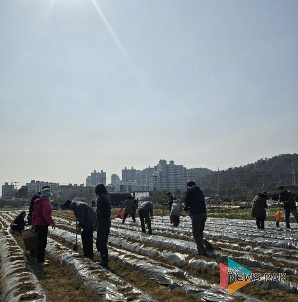 시흥시 신현동 통장협의회, '이웃돕기 감자 심기' 행사 진행