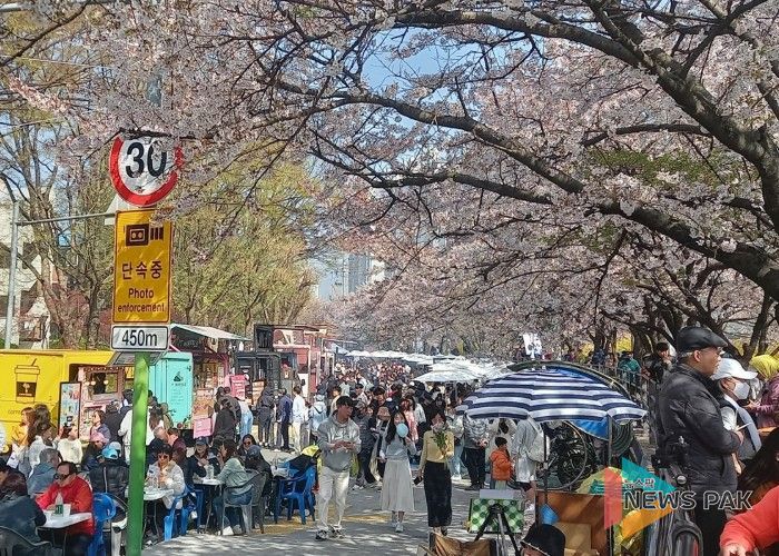 벚꽃 아래 시민 웃음꽃…‘2026 안양충훈벚꽃축제’ 성황리 폐막