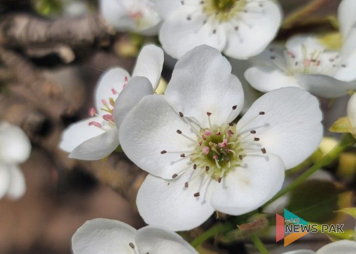 고양시, 이상저온 피해 과수농가 사후관리 기술지도 강화