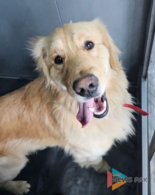 안성시, 유기동물 임시보호 및 긴급치료 지원사업 추진